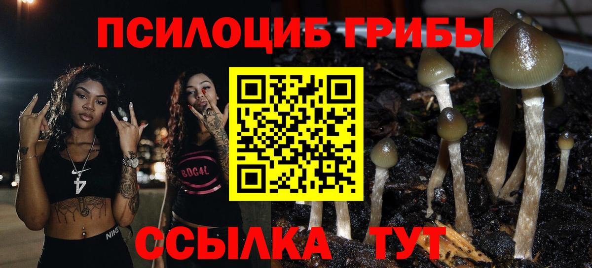Галлюциногенные грибы Psilocybe Сальск